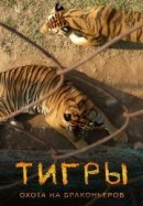 Рекомендуем посмотреть Тигры: Охота на браконьеров