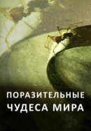 Рекомендуем посмотреть Поразительные чудеса мира