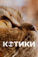 Рекомендуем посмотреть Котики
