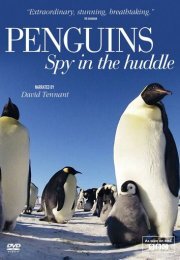 Пингвины: Шпион в толпе